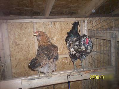 12 araucana/ameraucana (standard) chicken hatching eggs
