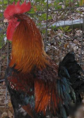 12 french wheaton marans hatching eggs**purebred**npip