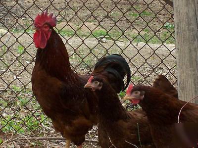 6+ rhode island red chicken hatching eggs