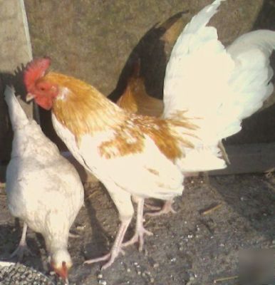 6 red pyle old english game bantam hatching eggs