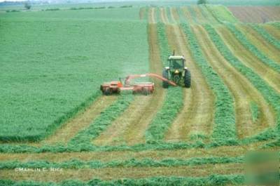 Alfalfa common seeds 