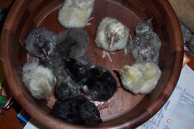 6 + silkie/polish mix chicken eggs - for hatching