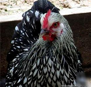 6+ silver laced cochin bantam hatching eggs slc-1