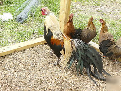 Golden phoenix hatching eggs chicken show quality nice 