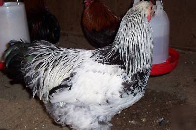 12+ light brahma chicken eggs for hatching