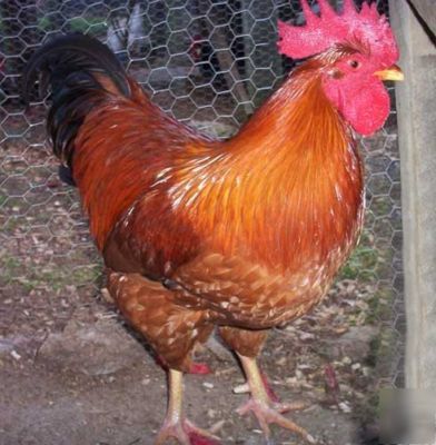 New 12 hampshire red - chicken hatching eggs ~pure~