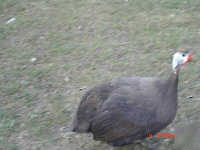 12 guinea fowl hatching eggs - rainbow of colors npip 