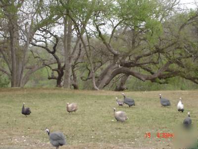 12 guinea fowl hatching eggs - rainbow of colors npip 