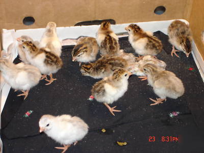 12 guinea fowl hatching eggs - rainbow of colors npip 