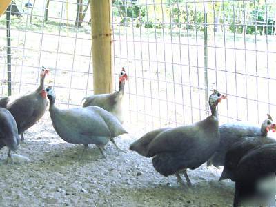 12 guinea fowl hatching eggs - rainbow of colors npip 