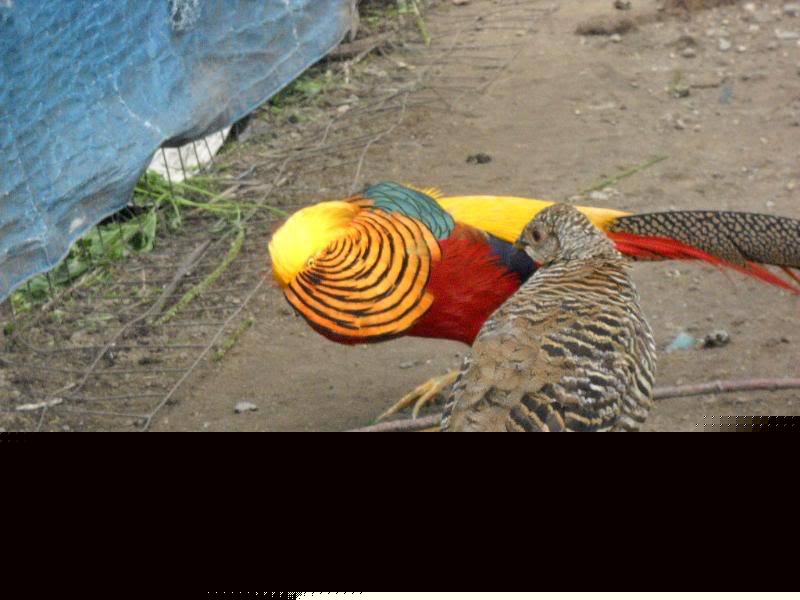 6+ red & yellow golden pheasant hatching eggs, chickens