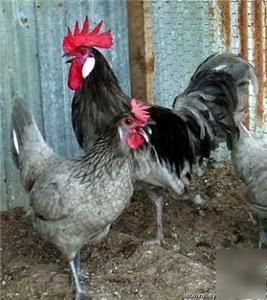 6+ blue andalusian -std-hatching eggs-unusual ban-1