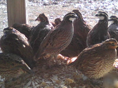 48 +plus georgia giant quail hatching eggs
