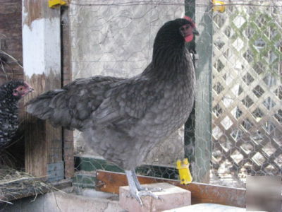 6 blue marans hatching fertile eggs