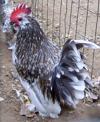 6+ blue mottled d'uccle chicken eggs for hatching