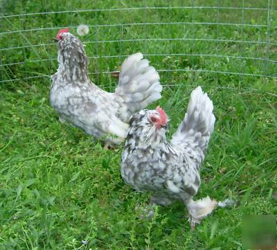 6+ blue mottled d'uccle chicken eggs for hatching