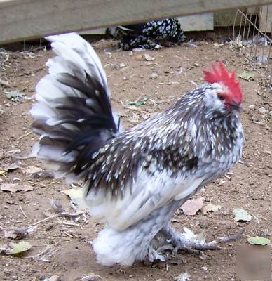 6+ blue mottled d'uccle chicken eggs for hatching