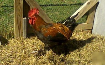 Marans 10 + french black copper maran hatching eggs 