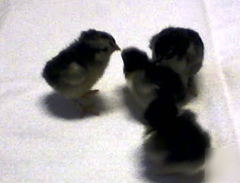 Marans 10 + french black copper maran hatching eggs 