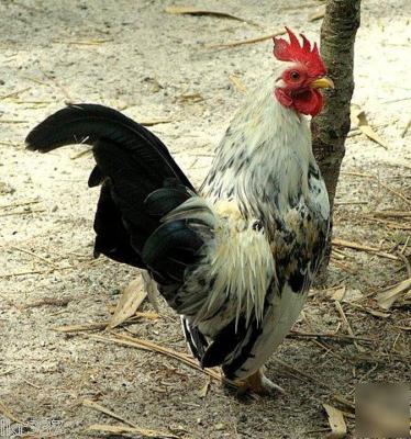 24 tiny malaysian serama bantam hatching eggs-3 days 