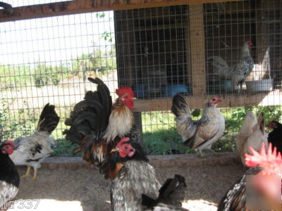 24 tiny malaysian serama bantam hatching eggs-3 days 