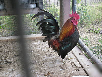 24 tiny malaysian serama bantam hatching eggs-3 days 