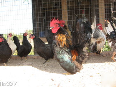 24 tiny malaysian serama bantam hatching eggs-3 days 