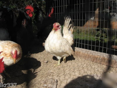 24 tiny malaysian serama bantam hatching eggs-3 days 